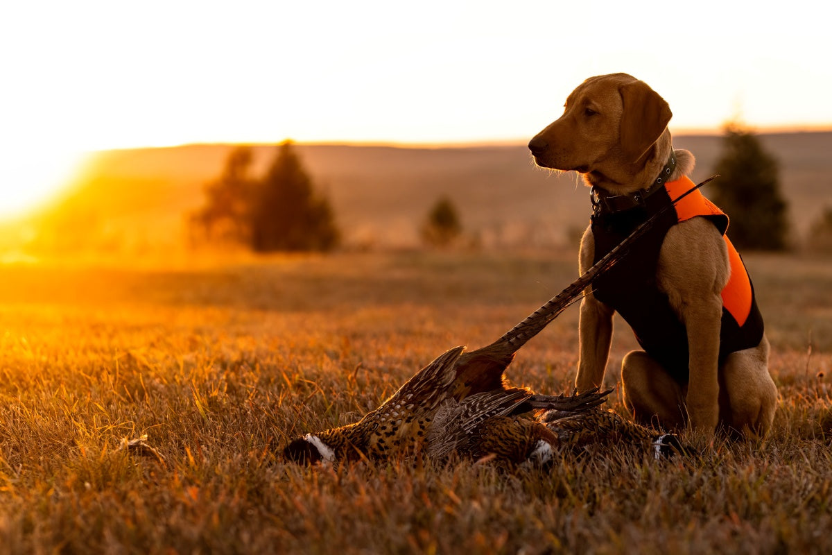 Wild Game & Fish Cookbook