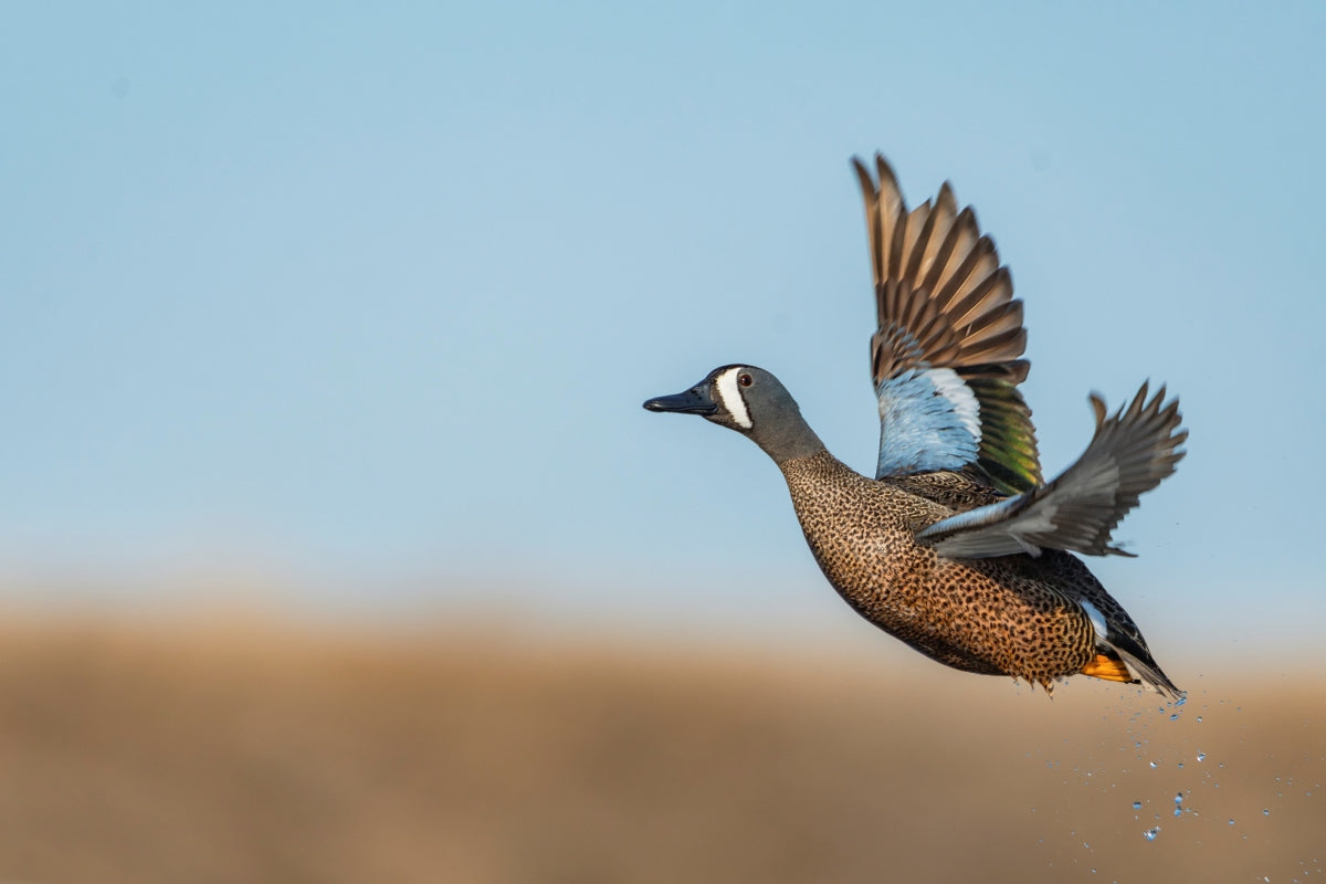Wild Game & Fish Cookbook